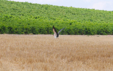 Cigüeña sobrevolando el viñedo