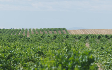 Viñedos en plena floración