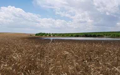 Campos de cereal