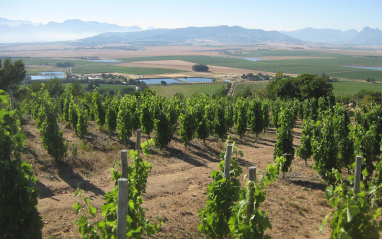 Viñedo propiedad de Boekenhoutskloof