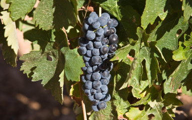 Racimo de Tempranillo