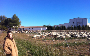 bodega y ovejas