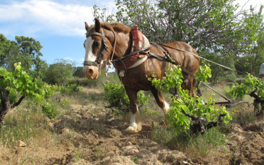 Labrando las viñas