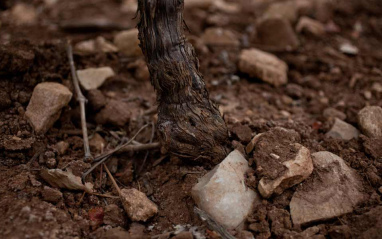 Suelos arcillosos del viñedo El Encinar