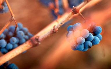 Detalle de la Tinto fino