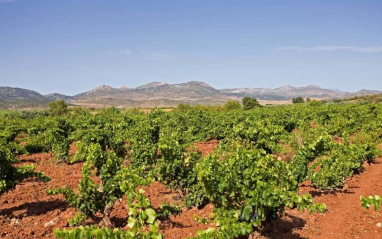 Viñedos de la bodega Alto Moncayo