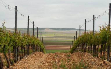 Viñedo en espaldera