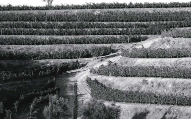 Típicos viñedos en terrazas del Priorat