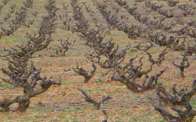 Viñedo en invierno