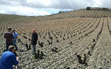 Viñas viejas de Garnacha aragonesa