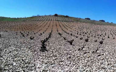 Panorámica de las cepas de Garnacha