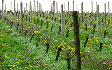 Viñedo en primavera