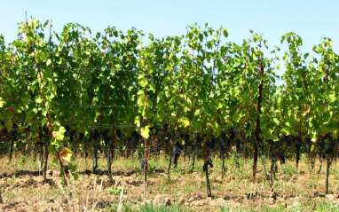 Racimos de Pinot Noir