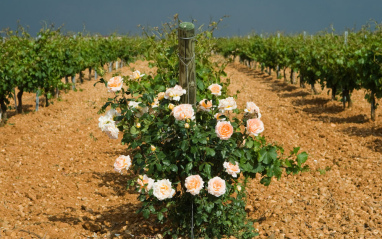 Rosas en el viñedo