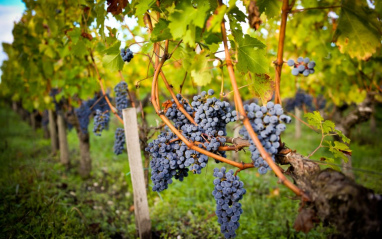 Uvas de las viñas de Bernard Magrez