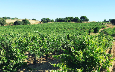 Viñedo en la Rioja navarra