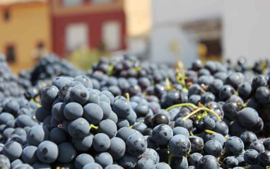 Llegada de la Bobal a bodega