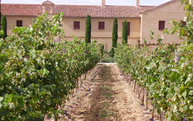 Viñedos con bodega al fondo