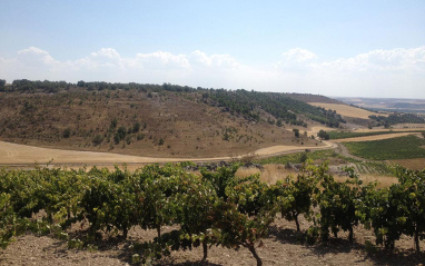 Panorámica del viñedo