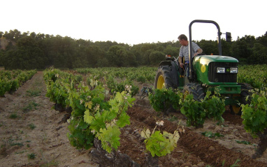 Labores en viñedo