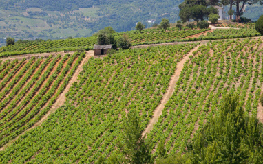 Viña Sapita, viñas viejas de Mencia