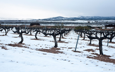 Cepas nevadas en el mes de enero