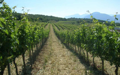 viñedos de Castell d´Encus