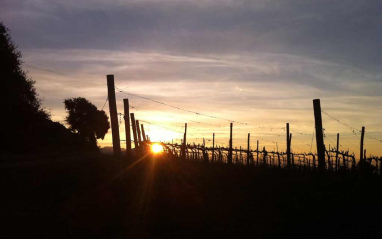 Atardecer en la viña 