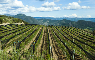 Panorámica de los viñedos 