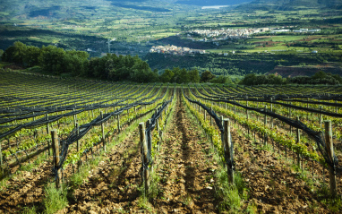 Vistas de los viñedos 