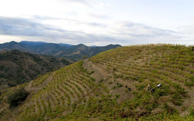 Entorno de Celler Vall Llach