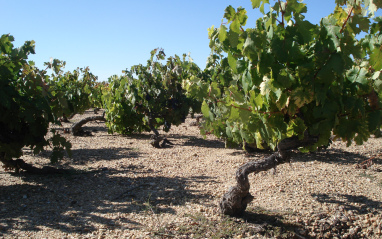 Cepas donde obtiene sus vinos César Muñoz