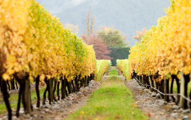 Los viñedos en otoño