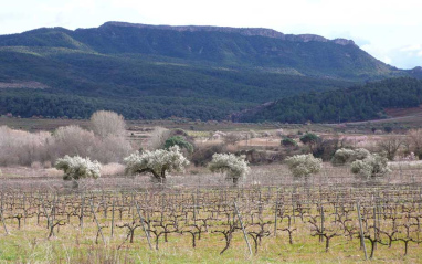 Vista del viñedo