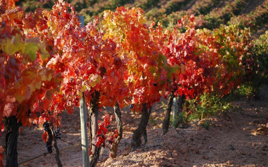 Viñedos en otoño
