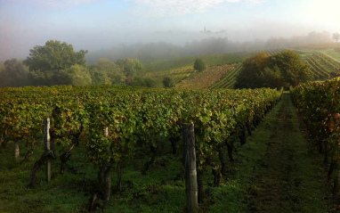 Típica niebla en el viñedo de Crabitey