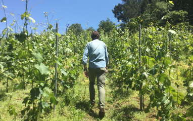 Viñedo en pendiente en Ribeiro