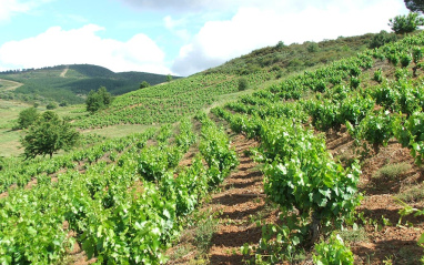 Viñas en ladera