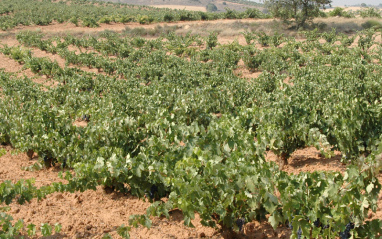 Algunos de los viñedos de Ferratus son los más antiguos de Burgos