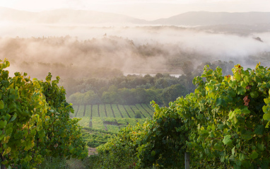 Viñedos con niebla