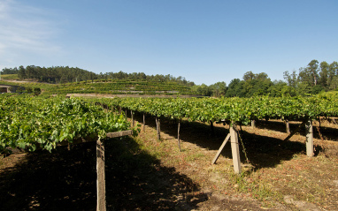 Viñedo emparrado