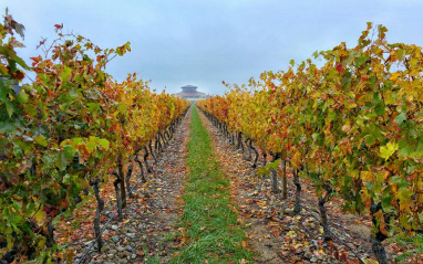 Hilera de viñedo en Finca La Emperatriz