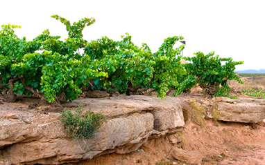 Detalle del viñedo de FInca Nueva