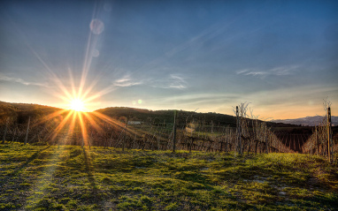 Viñedos de Pieve Santa Restituta en Montalcino