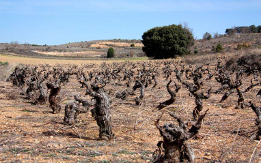 Viñedo de Garmón en invierno