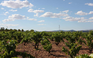 Viñas en flor