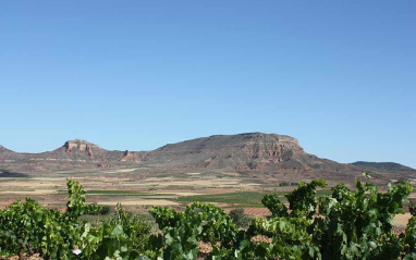 Panorámica de viñedos