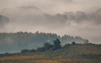 La niebla levantándose sobre los viñedos