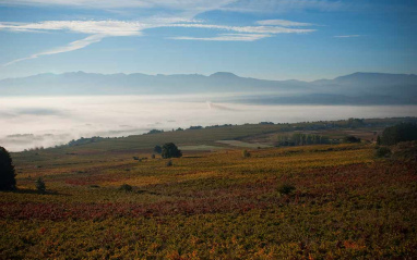 Imagen del viñedo con la nieba de la mañana al fondo