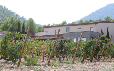 Viñedo con bodega al fondo